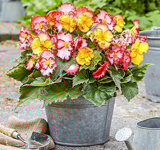 Rudeniniai gėlių svogūnėliai