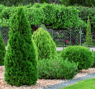 Spygliuočiai augalai