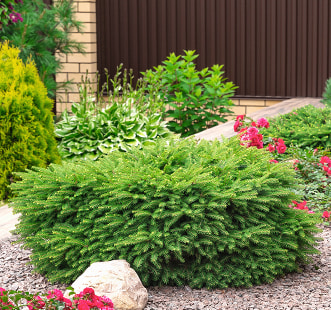 Spygliuočių krūmynai