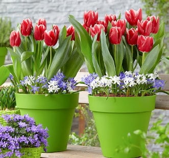 Star Capperline gėlių svogūnėliai