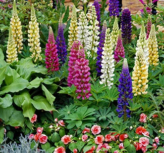 Vienmečių gėlių sėklos