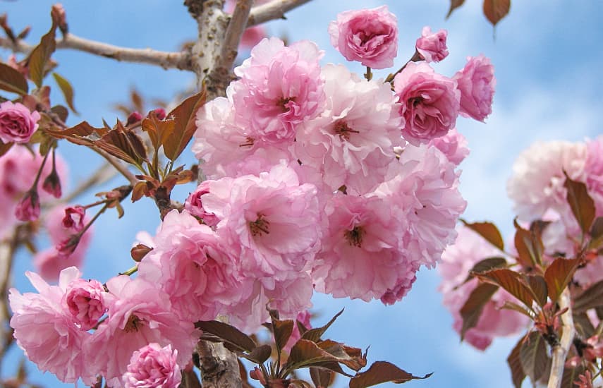 Atraskite japoninės vyšnios žavesį