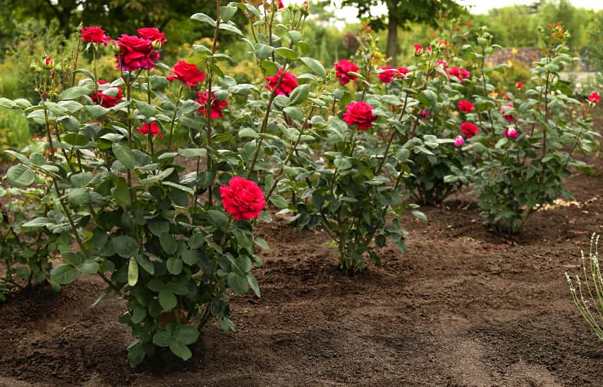 Kaip sodinti rožes į žemę?