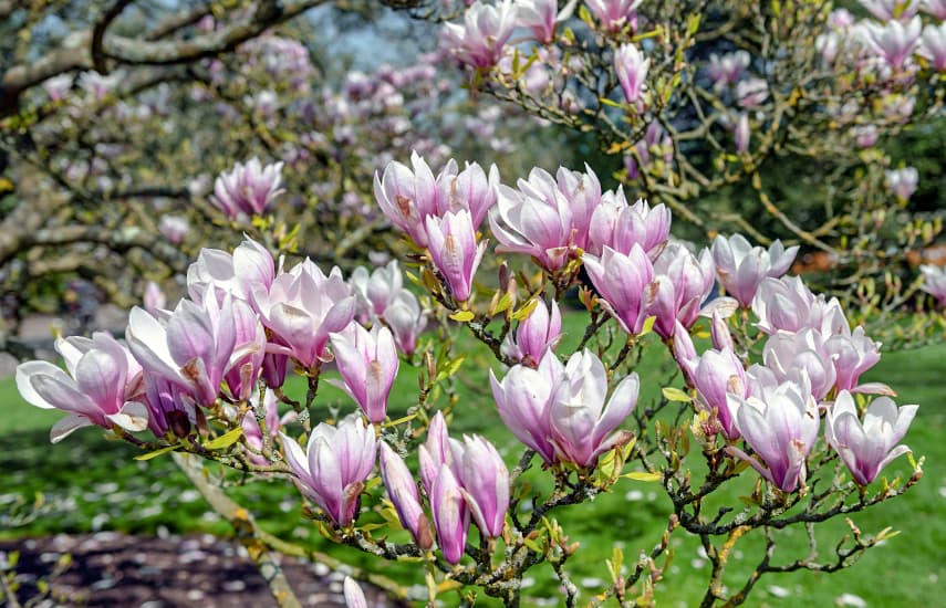 Graži magnolija - pavasario ir gyvybės simbolis