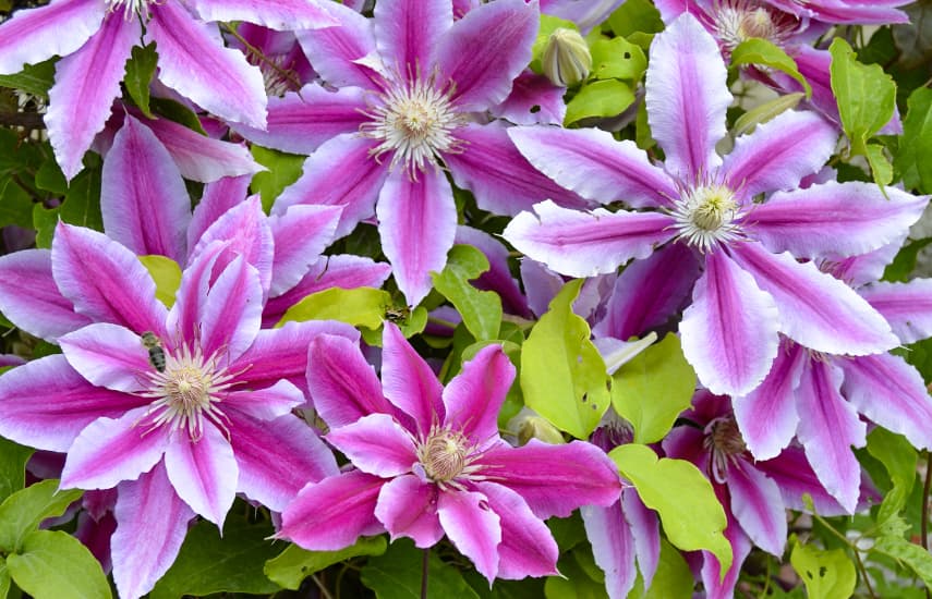 Clematis sodinimas