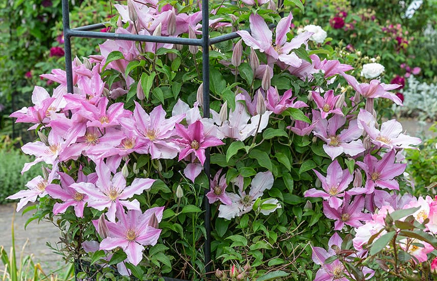 Clematis sodinimas