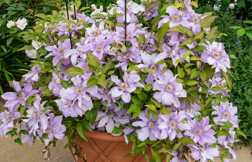 Clematis sodinimas