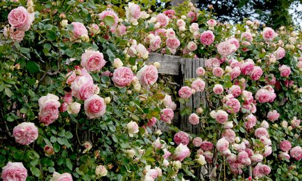 Aksominės rožių veislės | GradinaMax