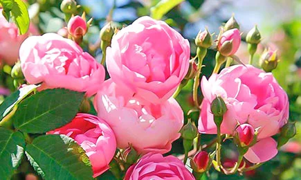 Aksominės rožių veislės | GradinaMax