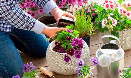 Gėlių kainų kritimas | GradinaMax