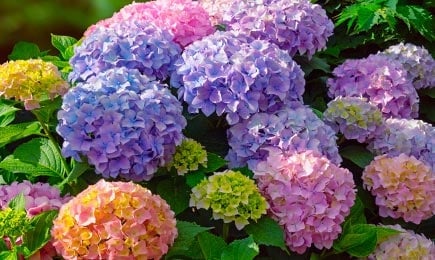 Hortenzijos | GradinaMax