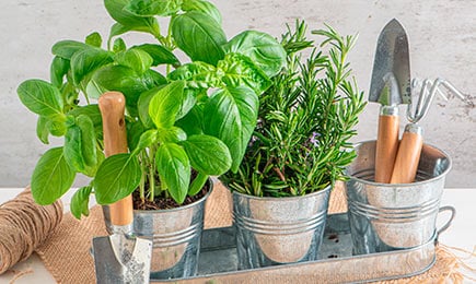 Prieskonių, aromatinis, turtingas vitaminų | GradinaMax