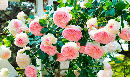 Ryškiaspalvės rožės | GradinaMax