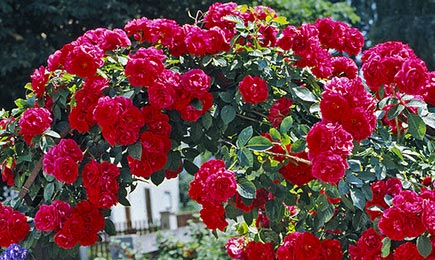 Subtilių spalvų rožės | GradinaMax