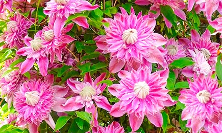 Žydinčios milžinės | GradinaMax